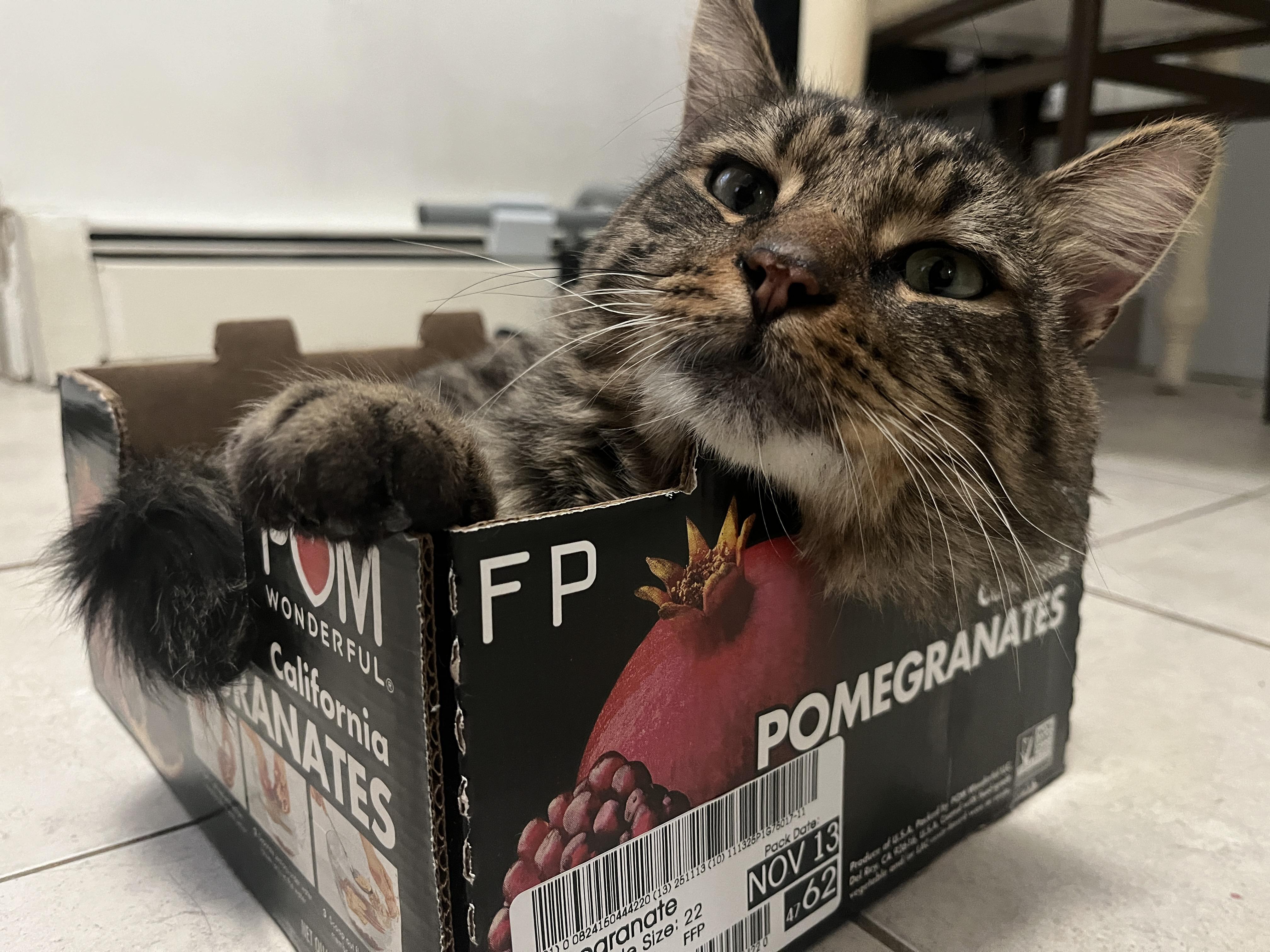 Enlarge Milo, a ADOPTABLE Domestic Medium Hair in Florham Park, NJ image 3/6