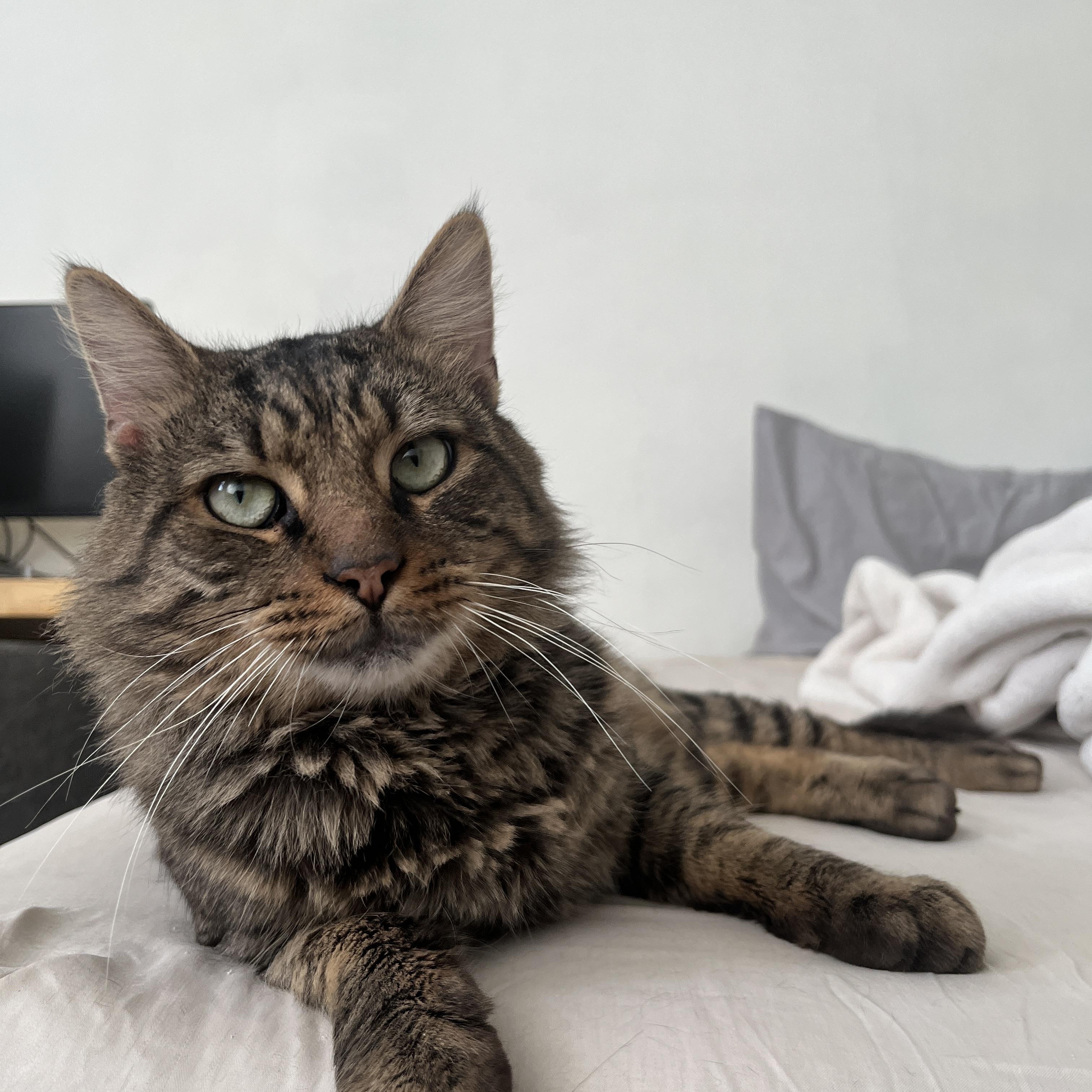 Milo, ADOPTABLE, Adult Male Domestic Medium Hair.