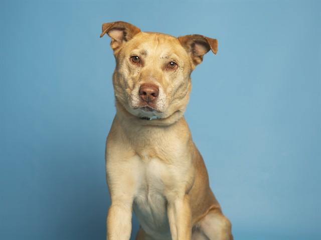 Enlarge SCOTTY, a Adoptable mixed breed in Phoenix, AZ image 1/1