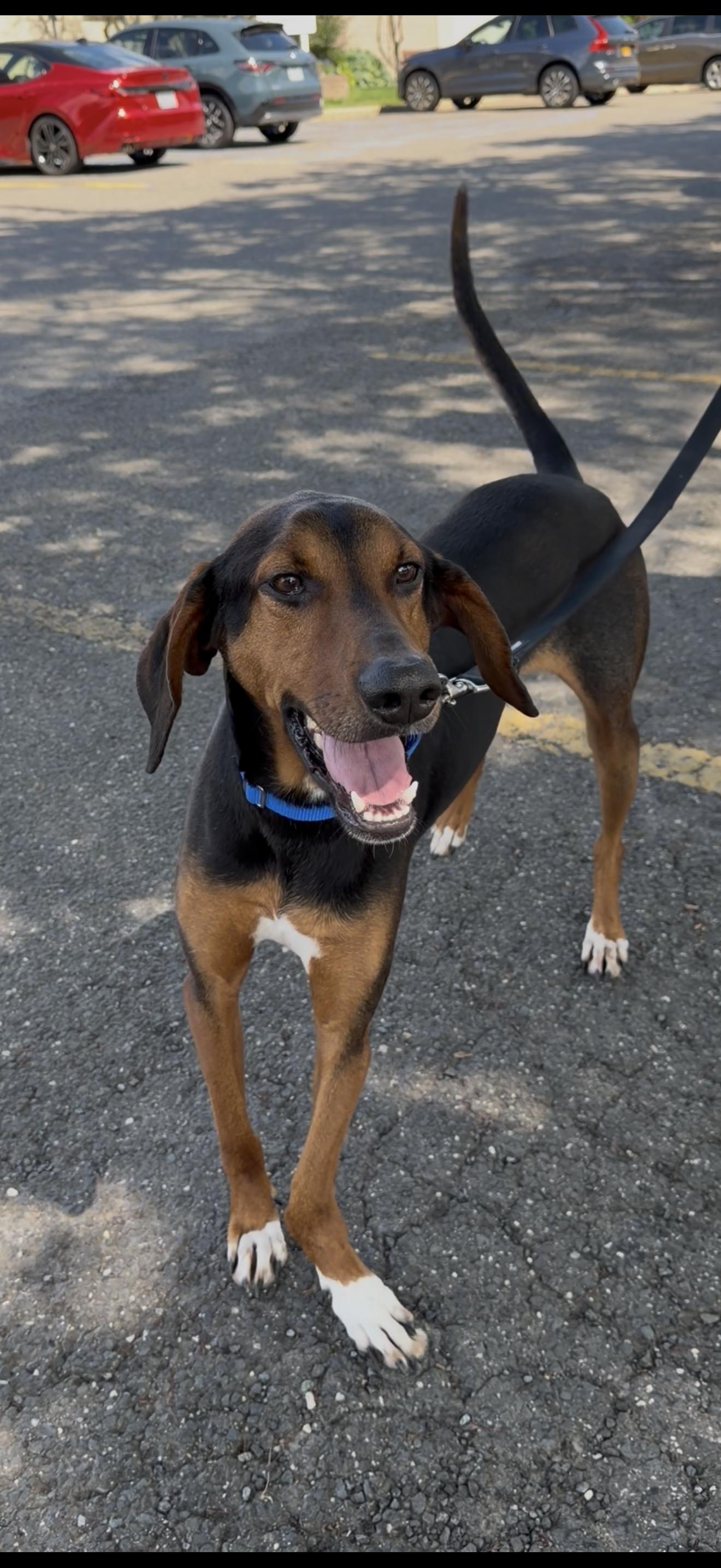 Bowser, adopted, Adult Male Pointer.