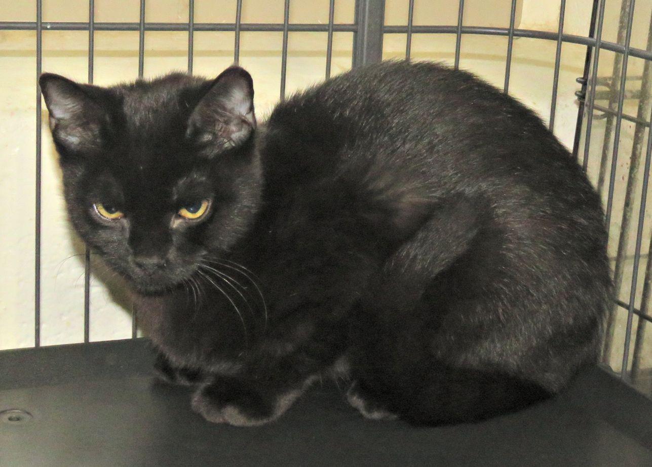 Enlarge Amy, a Adoptable mixed breed in Lexington, VA image 1/1