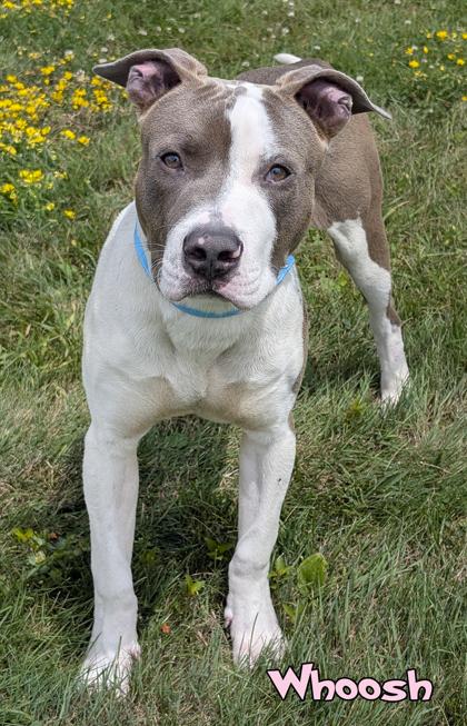 Whoosh, Adoptable, Adult Male Pit Bull Terrier & Mixed Breed.