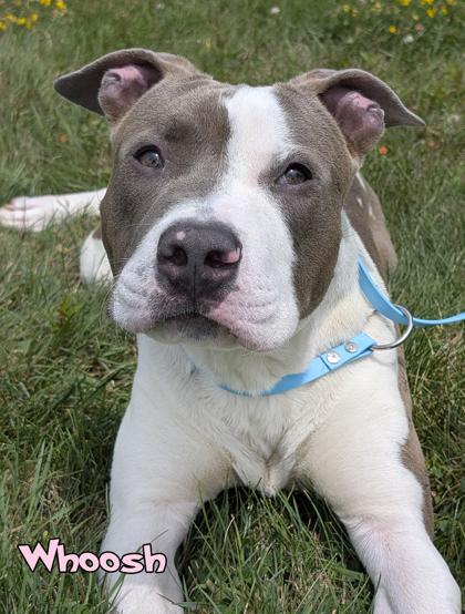 Whoosh, a Adoptable mixed breed in Mason, MI image 2/3