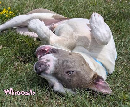 Whoosh, a Adoptable mixed breed in Mason, MI image 3/3