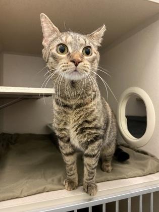 Enlarge Churu, a Adoptable mixed breed in Columbus, IN image 1/1