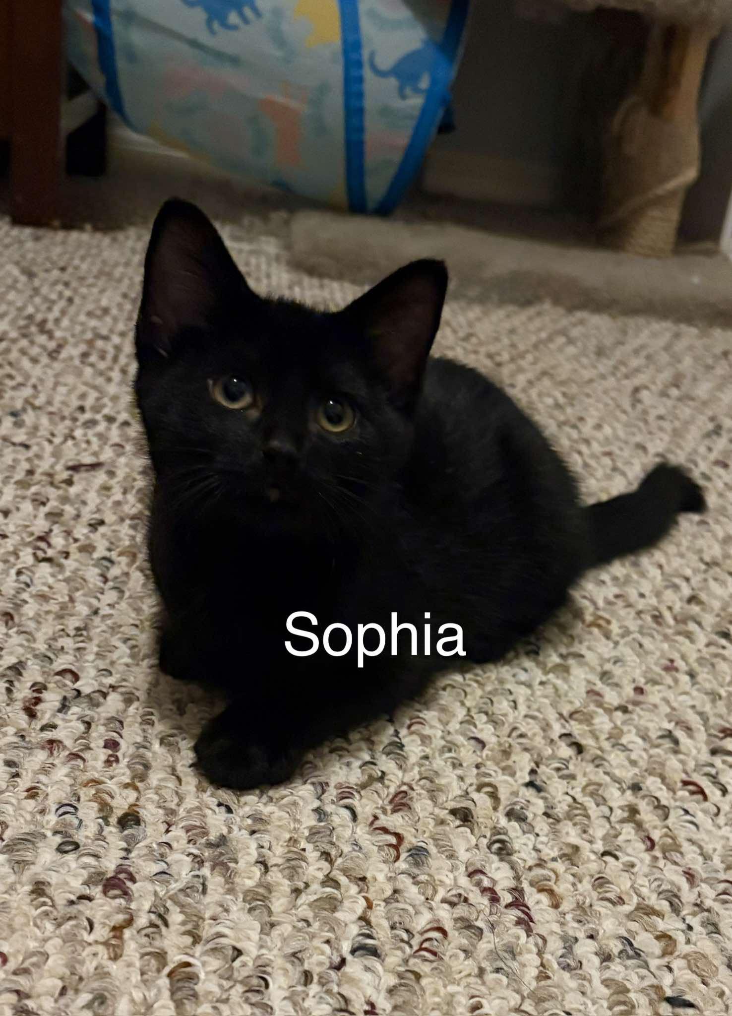 Sophia, ADOPTABLE, Young Female Domestic Short Hair.