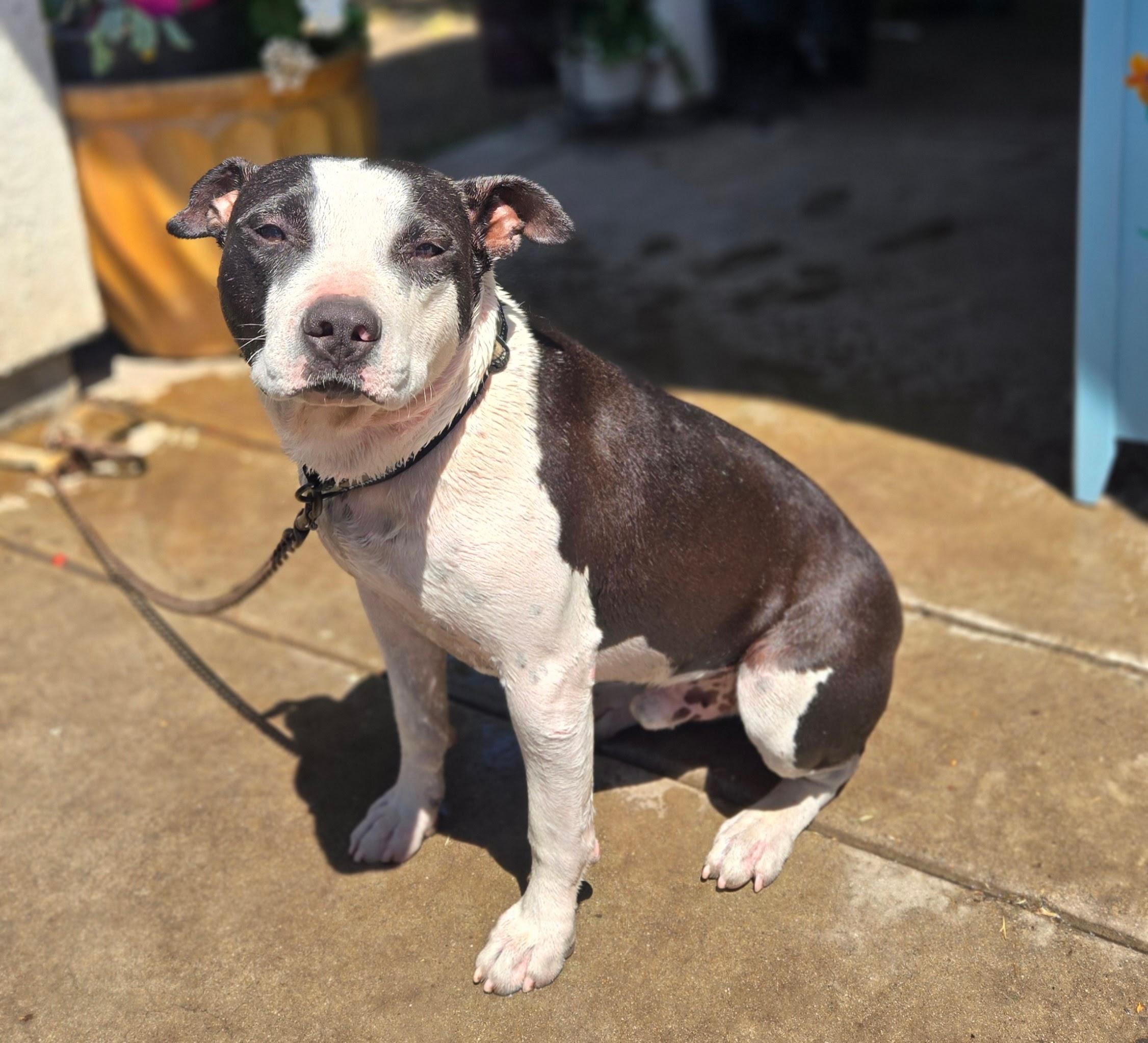 Lucky, Adoptable, Young Male Pit Bull Terrier.