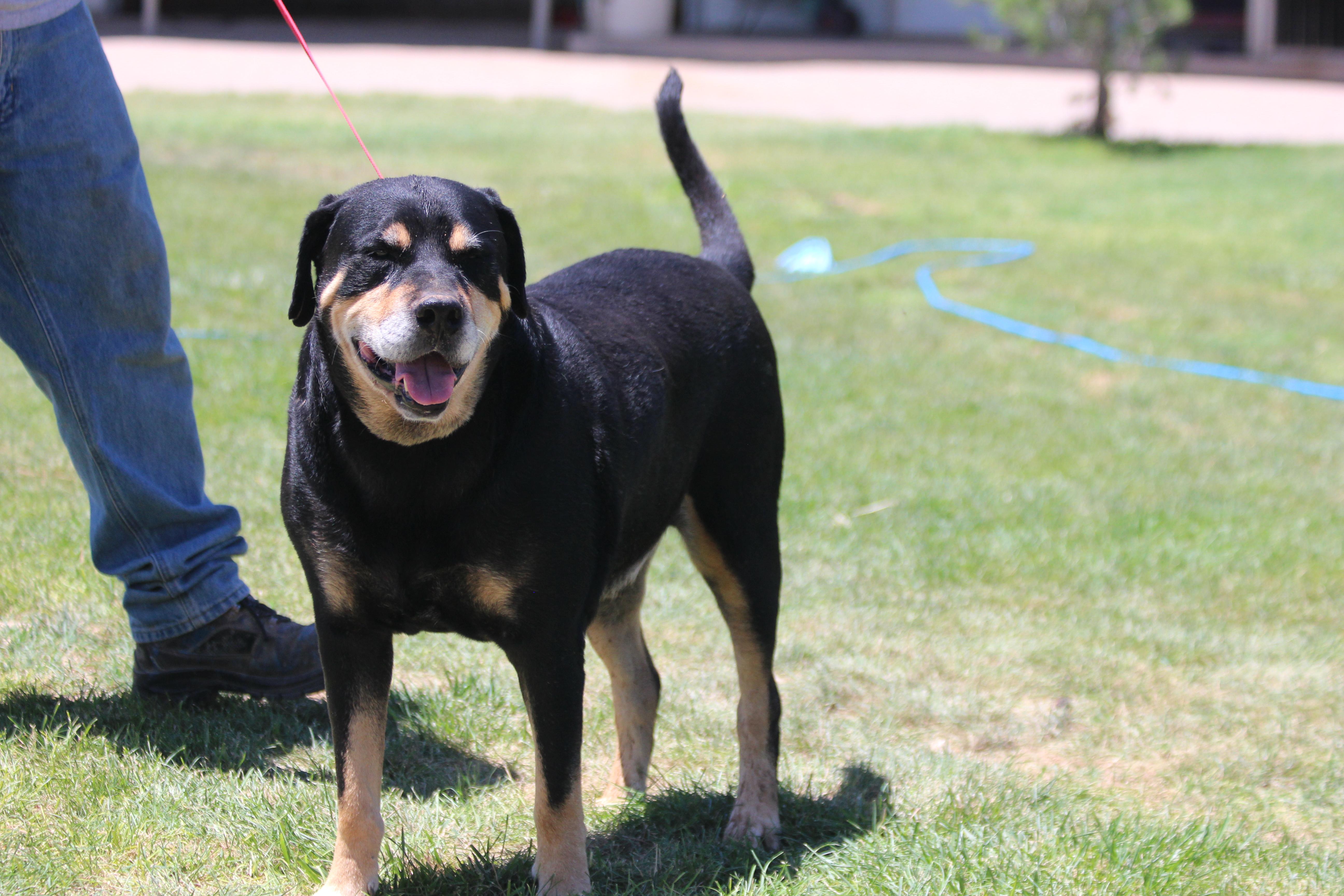 RANDY, an adoptable Rottweiler in Pearce, AZ, 85625 | Photo Image 5