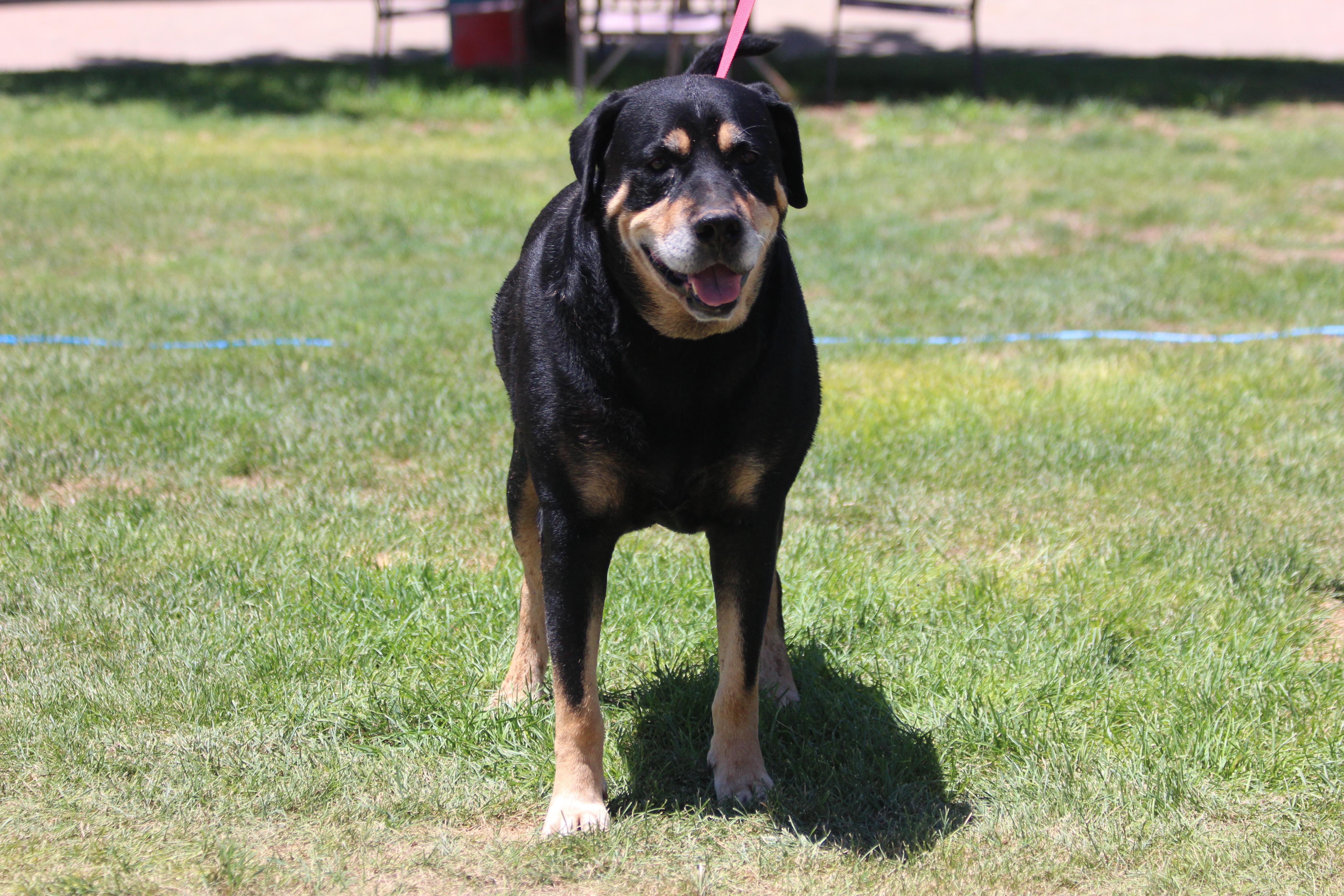 RANDY, an adoptable Rottweiler in Pearce, AZ, 85625 | Photo Image 3