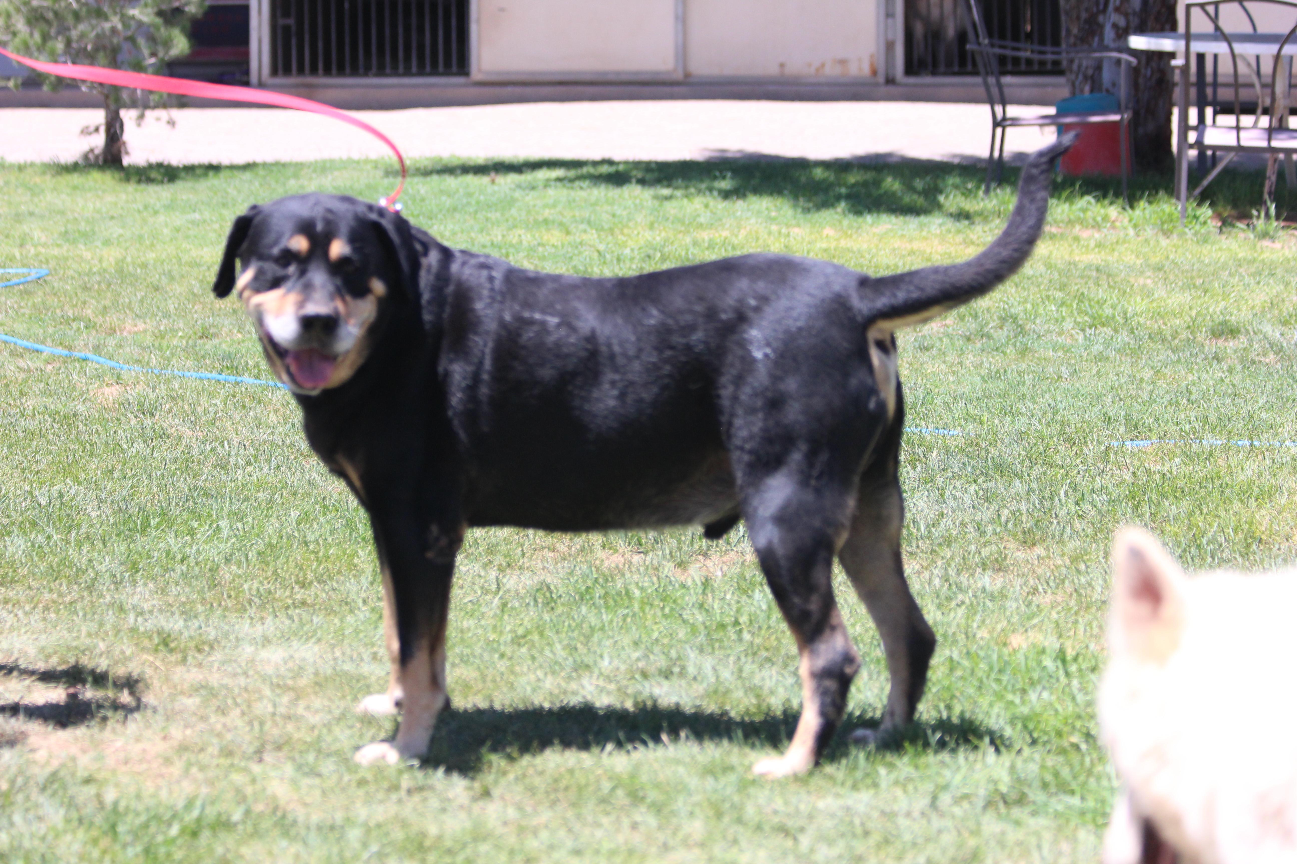 RANDY, an adoptable Rottweiler in Pearce, AZ, 85625 | Photo Image 2