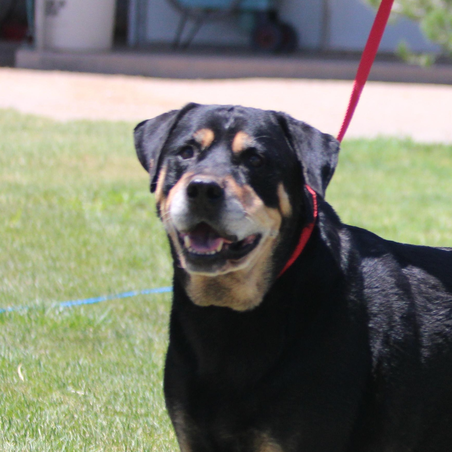 RANDY, an adoptable Rottweiler in Pearce, AZ, 85625 | Photo Image 1
