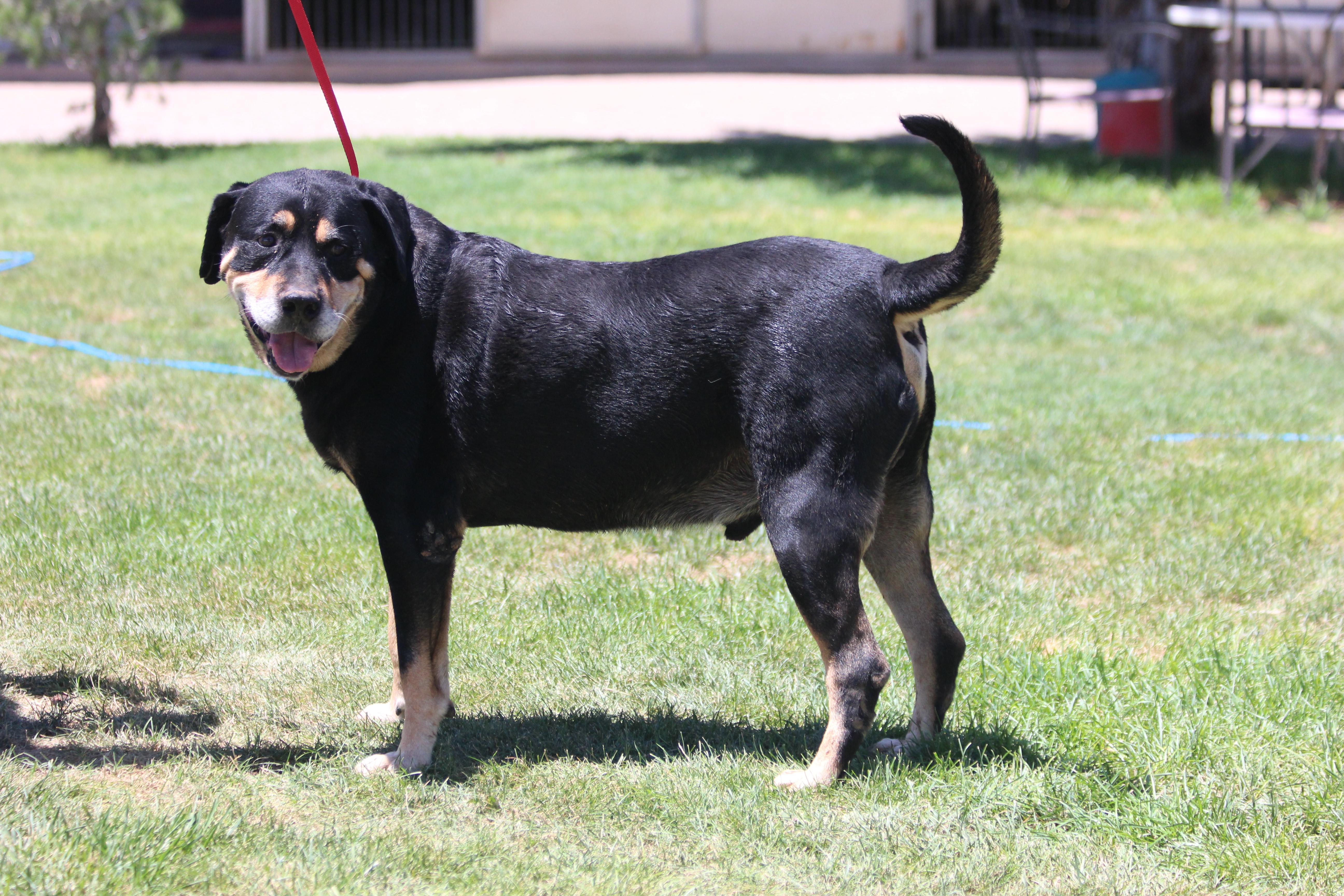 RANDY, an adoptable Rottweiler in Pearce, AZ, 85625 | Photo Image 4