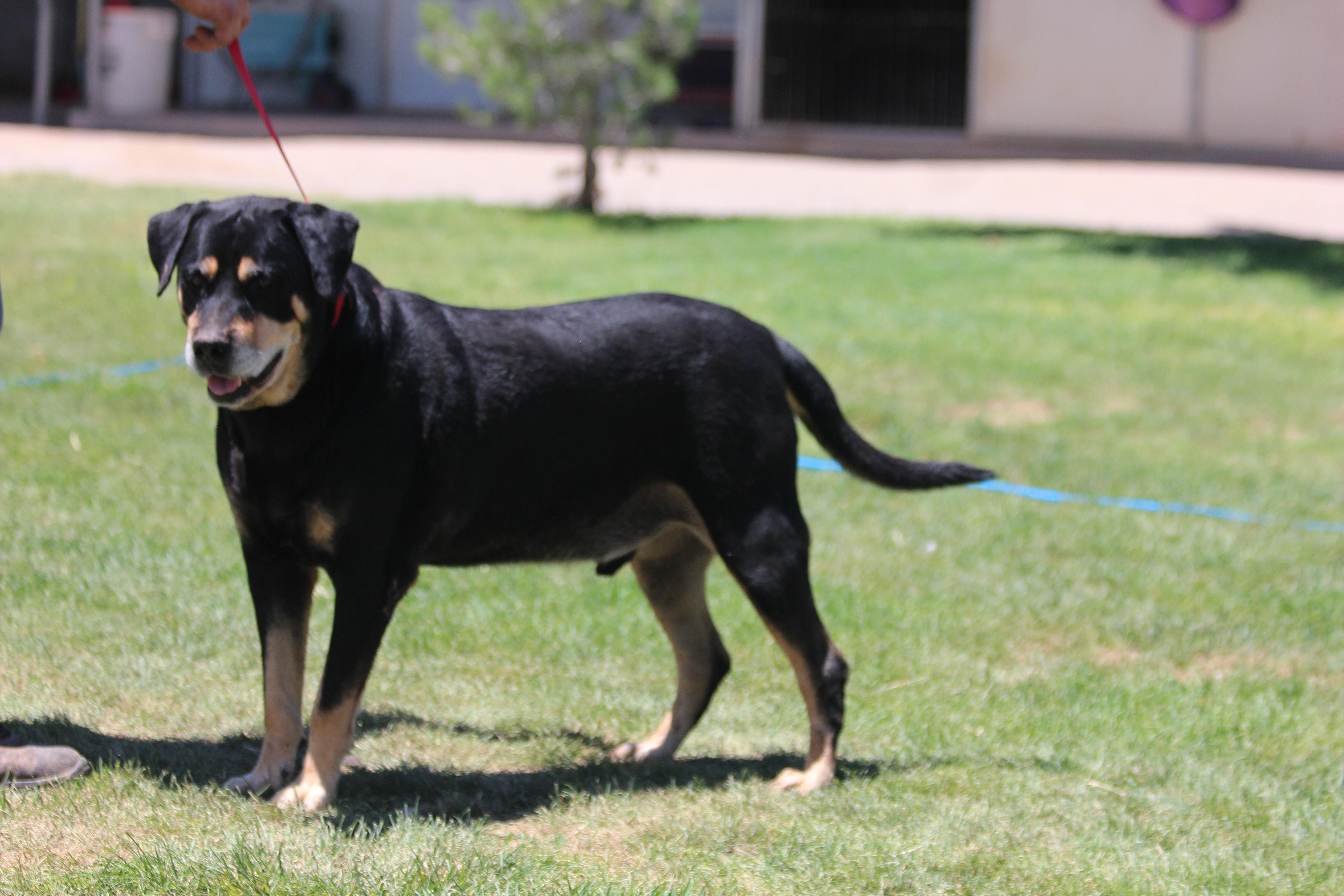 RANDY, an adoptable Rottweiler in Pearce, AZ, 85625 | Photo Image 6