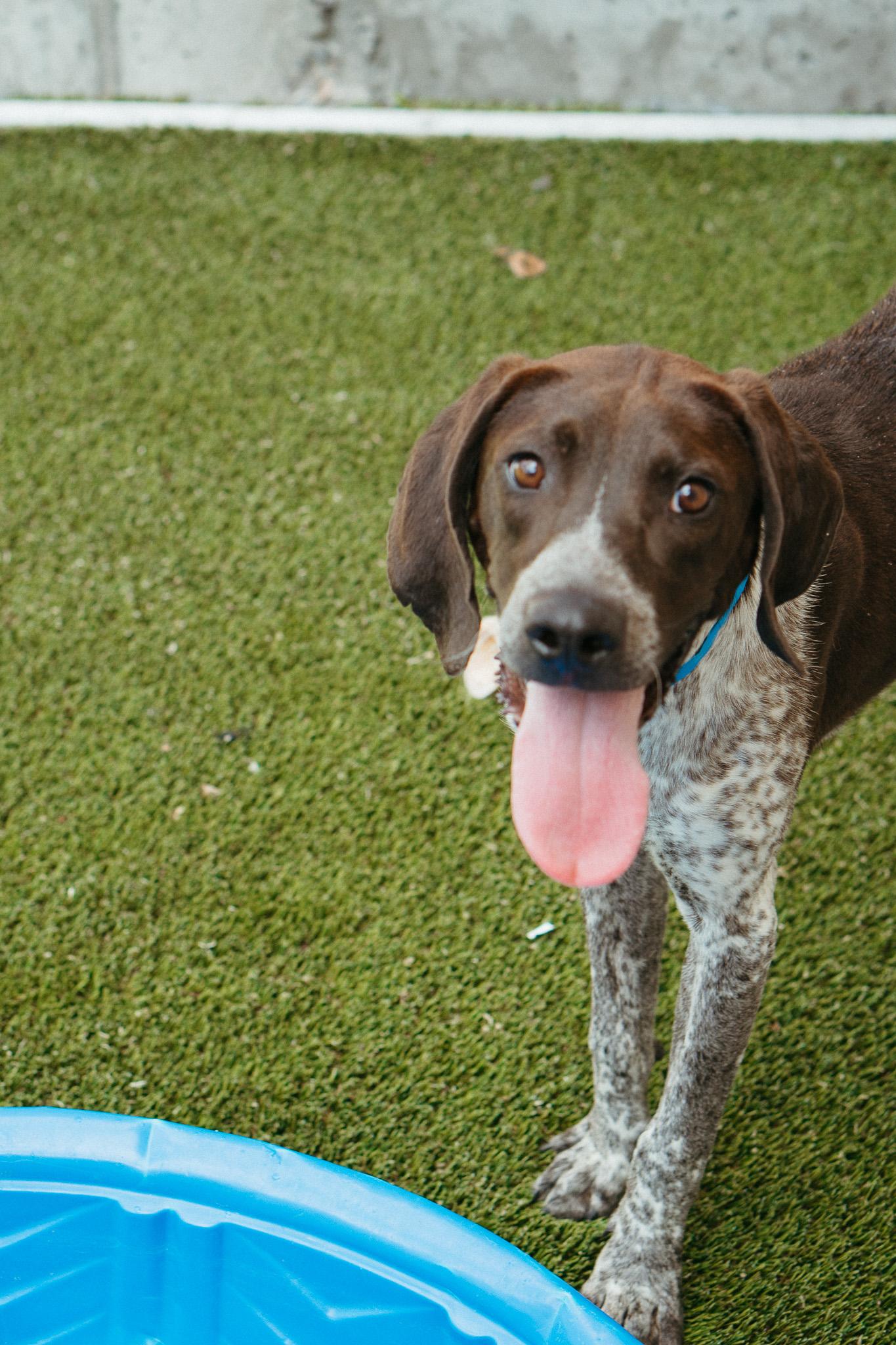 Finn, Young Male German Shorthaired Pointer