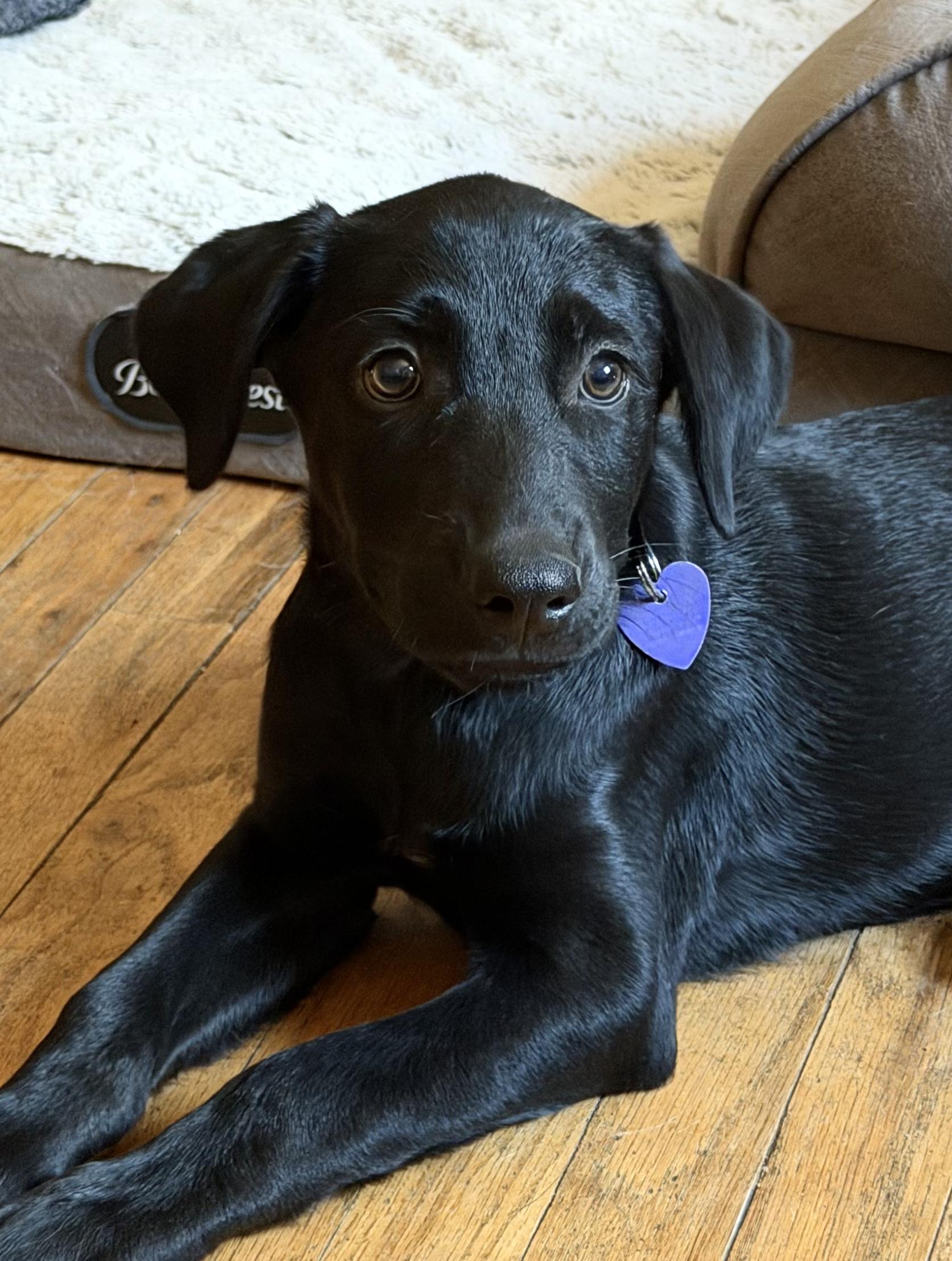 Valentina, Adopted, Puppy Female Mixed Breed.