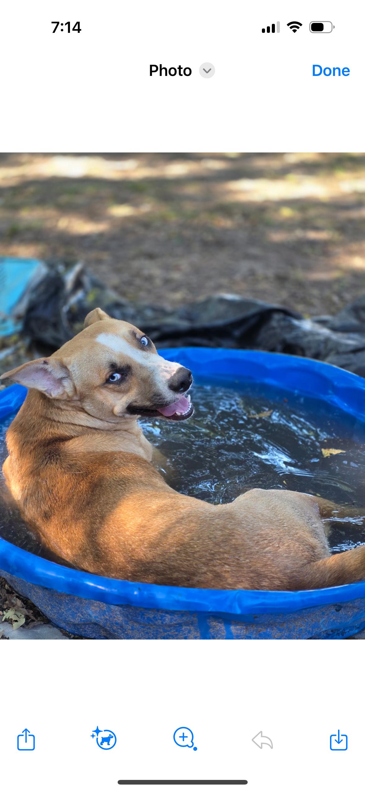 Biscuit, Adoptable, Young Male Mixed Breed.