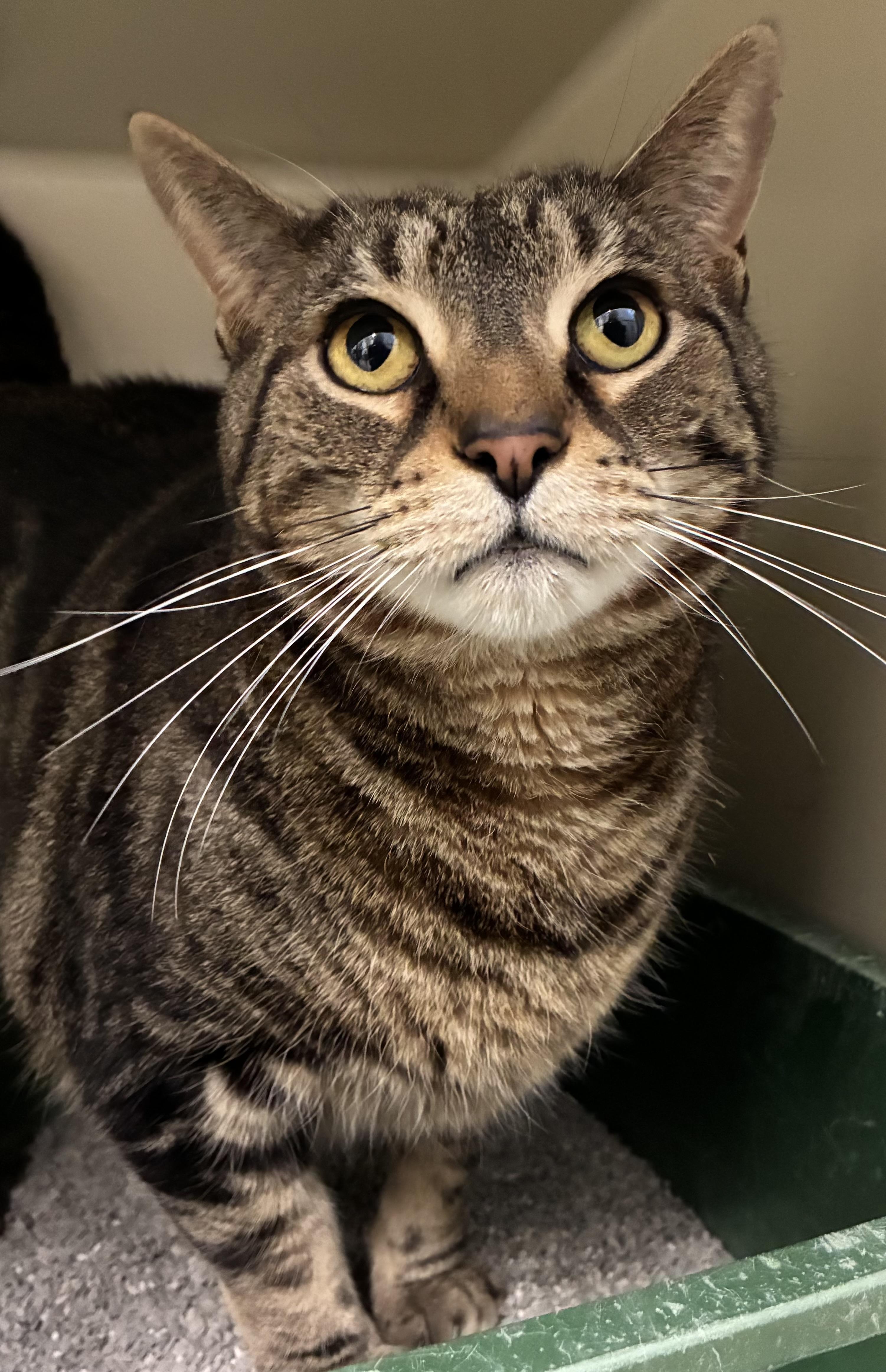 Sol, ADOPTABLE, Adult Male Tabby.