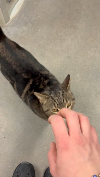 Enlarge Sol, a ADOPTABLE Tabby in Mansfield, CT video 2/2