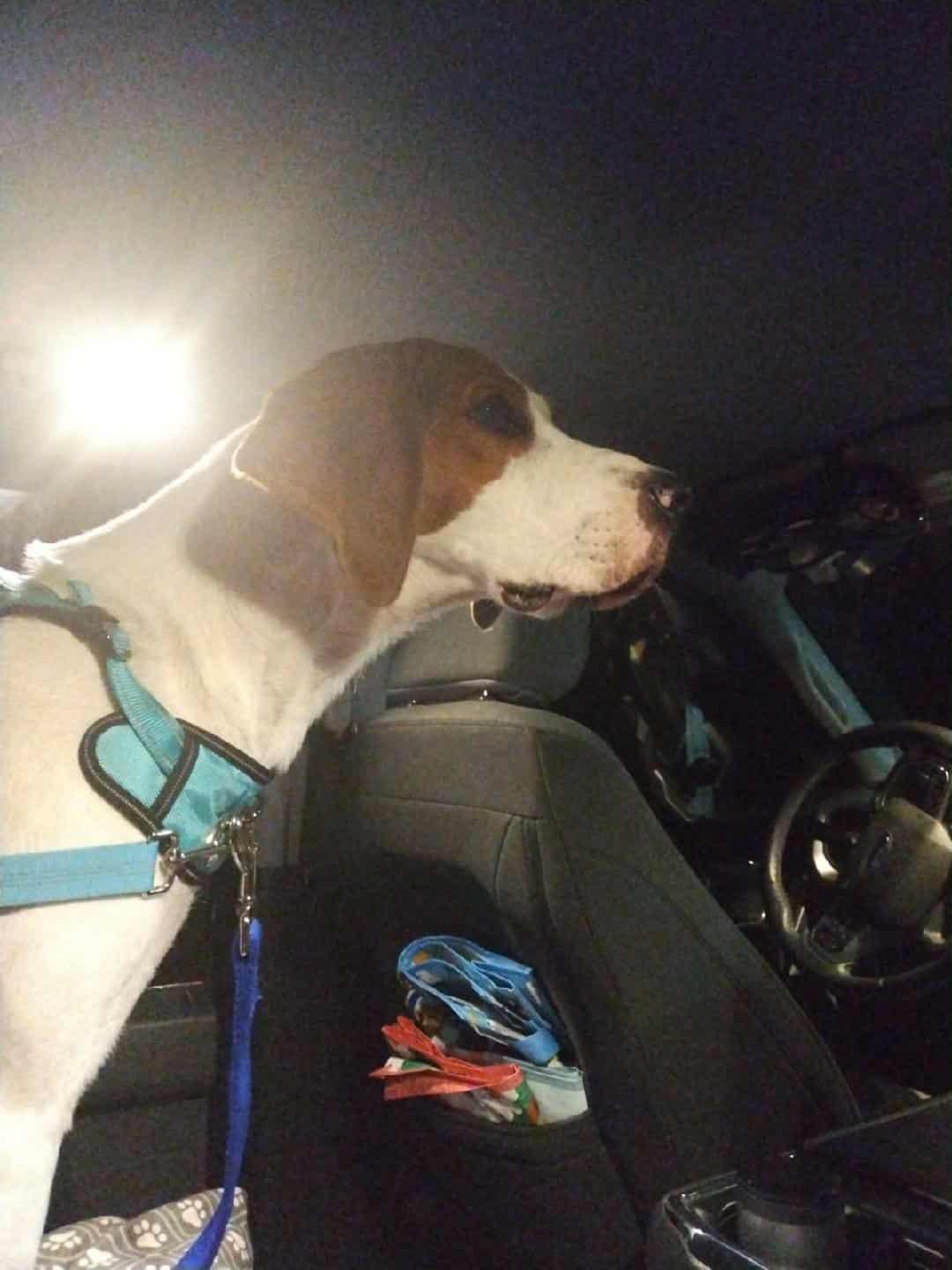 Enlarge Tober, a Adoptable Coonhound in Clinton, MI image 2/3