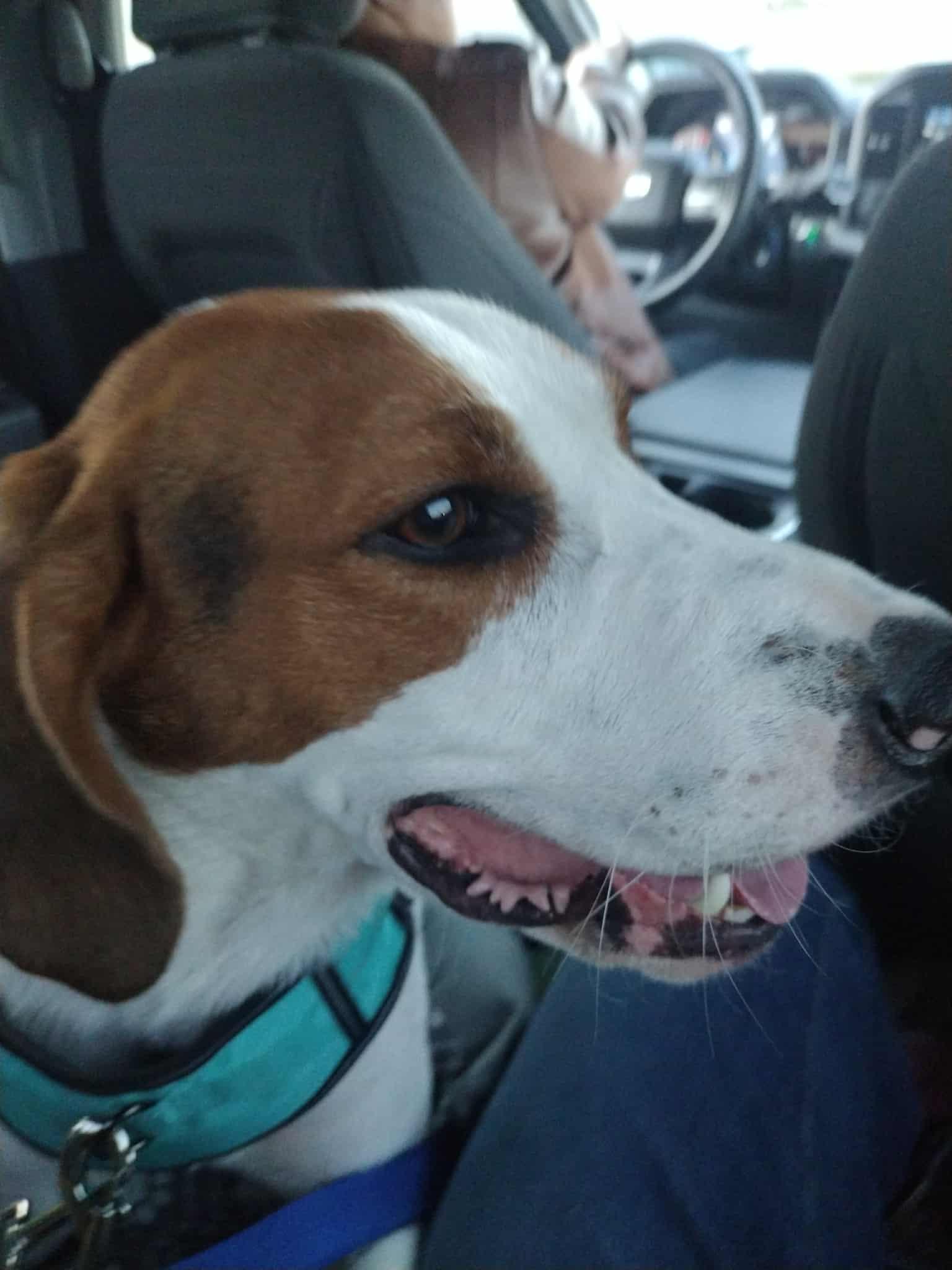 Tober, a Adoptable Coonhound in Clinton, MI image 1/3