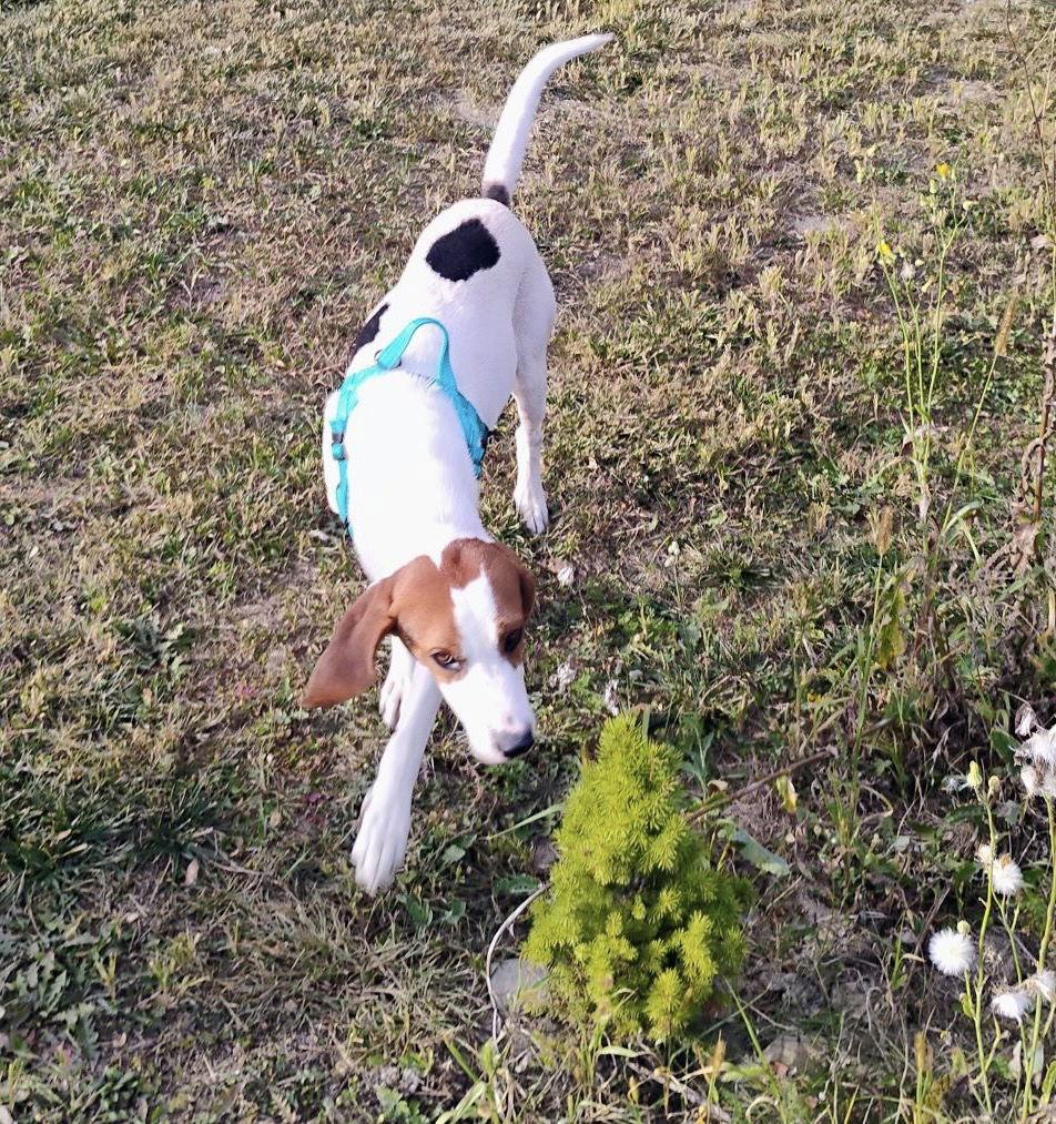 Enlarge Tober, a Adoptable Coonhound in Clinton, MI image 3/3