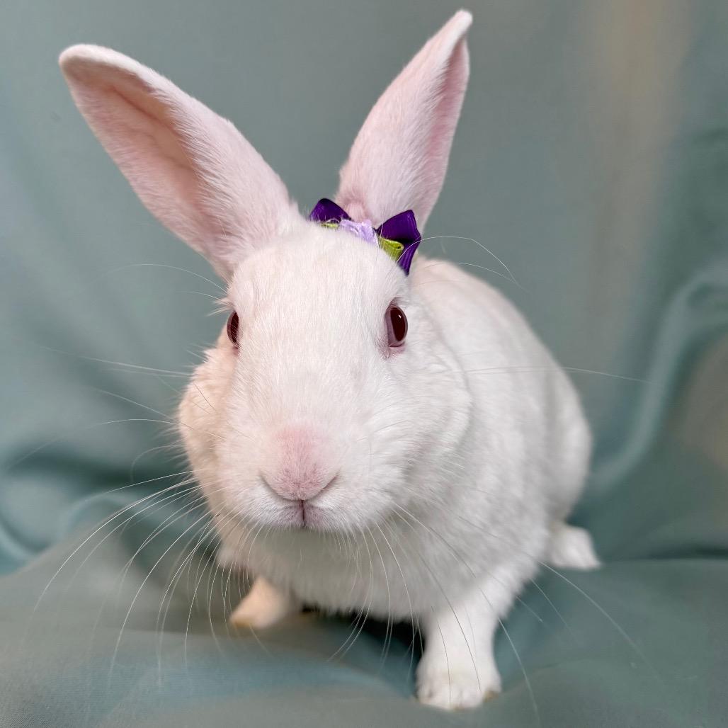 Koda, adopted, Adult Male American.