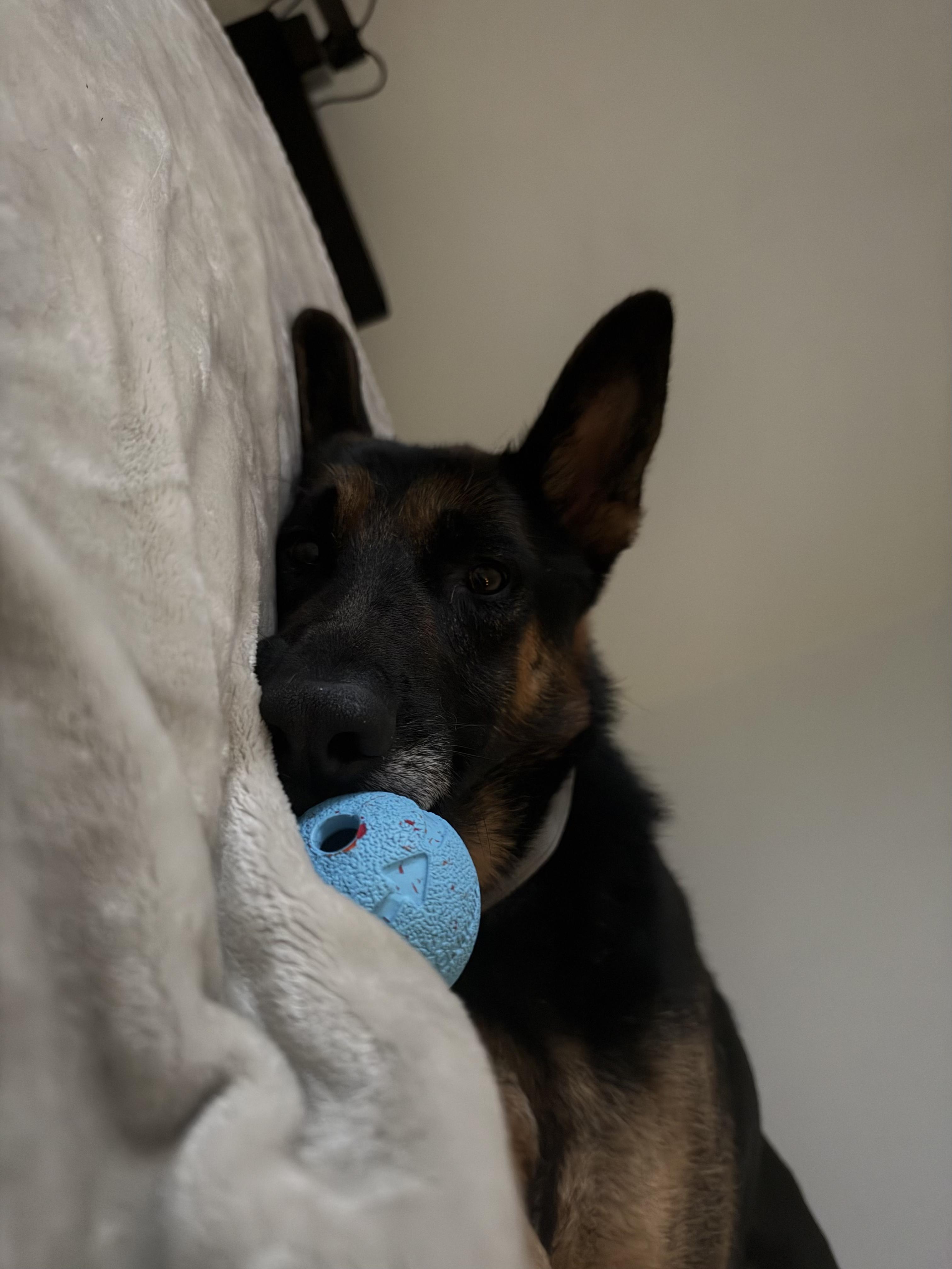 Enlarge Slim, a Adoptable German Shepherd Dog in Seattle, WA image 5/6