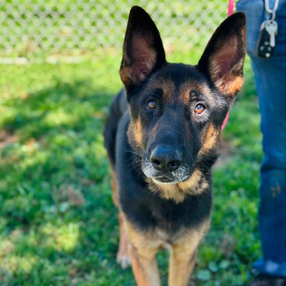 Slim, Adoptable, Adult Male German Shepherd Dog.