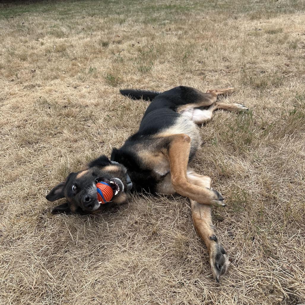 Enlarge Slim, a Adoptable German Shepherd Dog in Seattle, WA image 6/6
