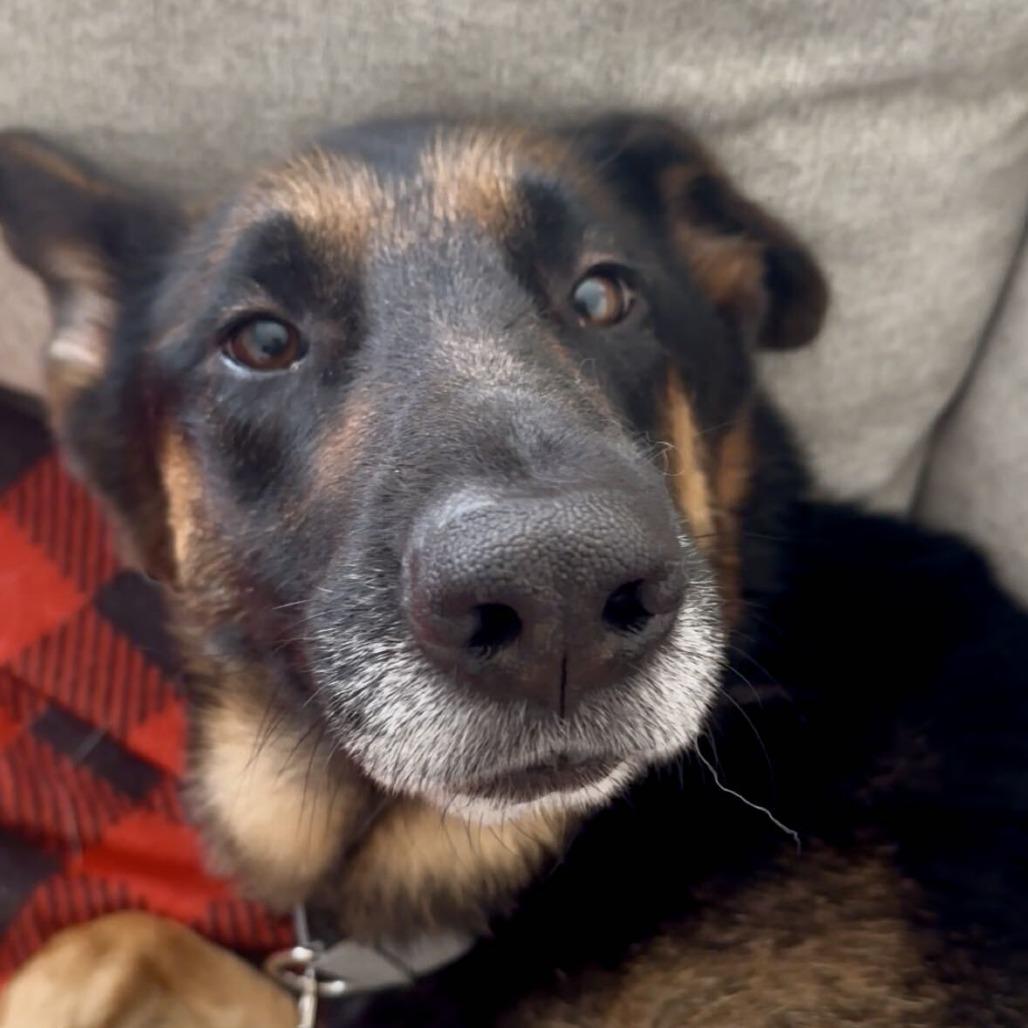 Enlarge Slim, a Adoptable German Shepherd Dog in Seattle, WA image 2/6