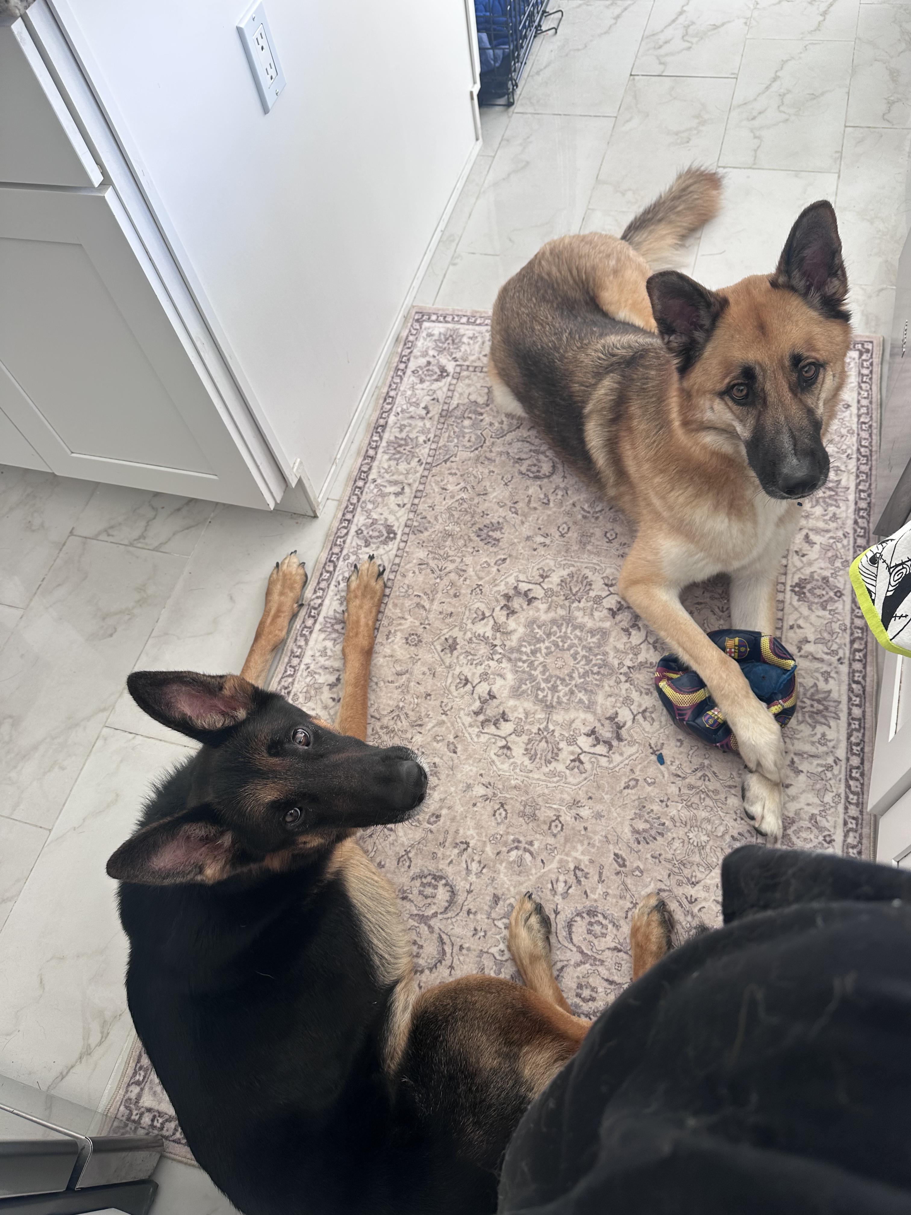 Enlarge Slim, a Adoptable German Shepherd Dog in Seattle, WA image 3/6