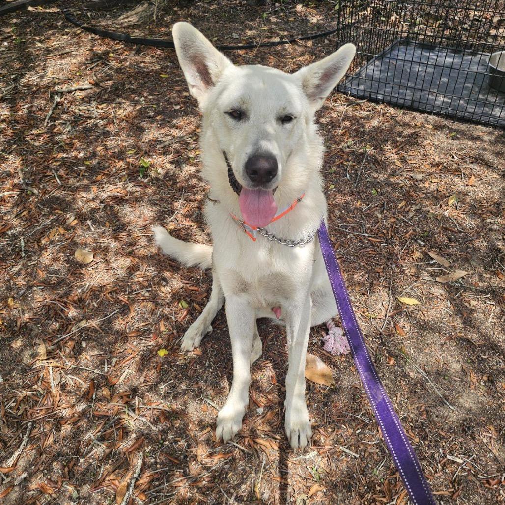 Enlarge Kola 8358, a Adoptable mixed breed in Hamilton, GA image 1/6