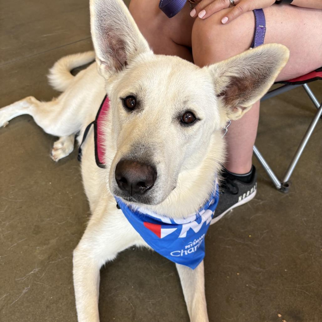 Enlarge Kola 8358, a Adoptable mixed breed in Hamilton, GA image 4/6
