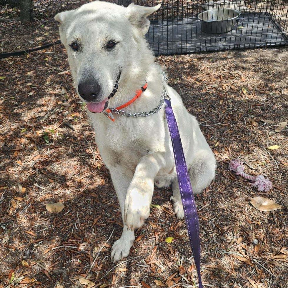 Enlarge Kola 8358, a Adoptable mixed breed in Hamilton, GA image 5/6