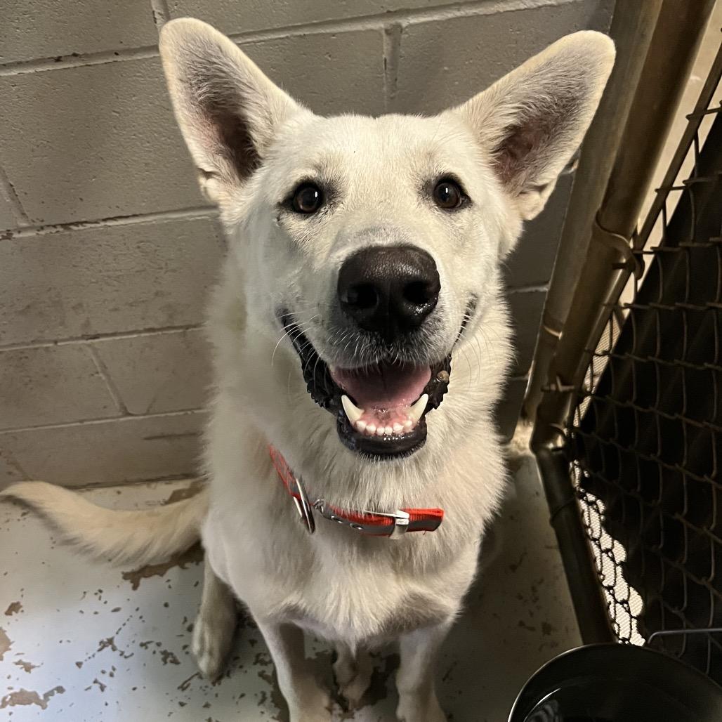 Enlarge Kola 8358, a Adoptable mixed breed in Hamilton, GA image 6/6