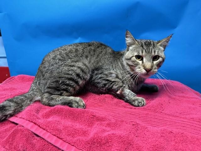 RICO, Adoptable, Young Male Domestic Short Hair.
