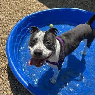 Rocky, a ADOPTABLE mixed breed in Worcester, MA image 1/2