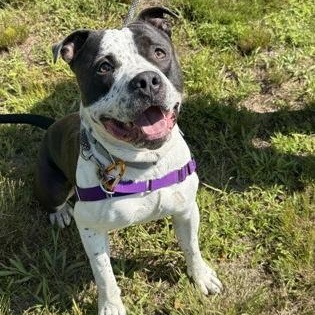 Rocky, a ADOPTABLE mixed breed in Worcester, MA image 2/2