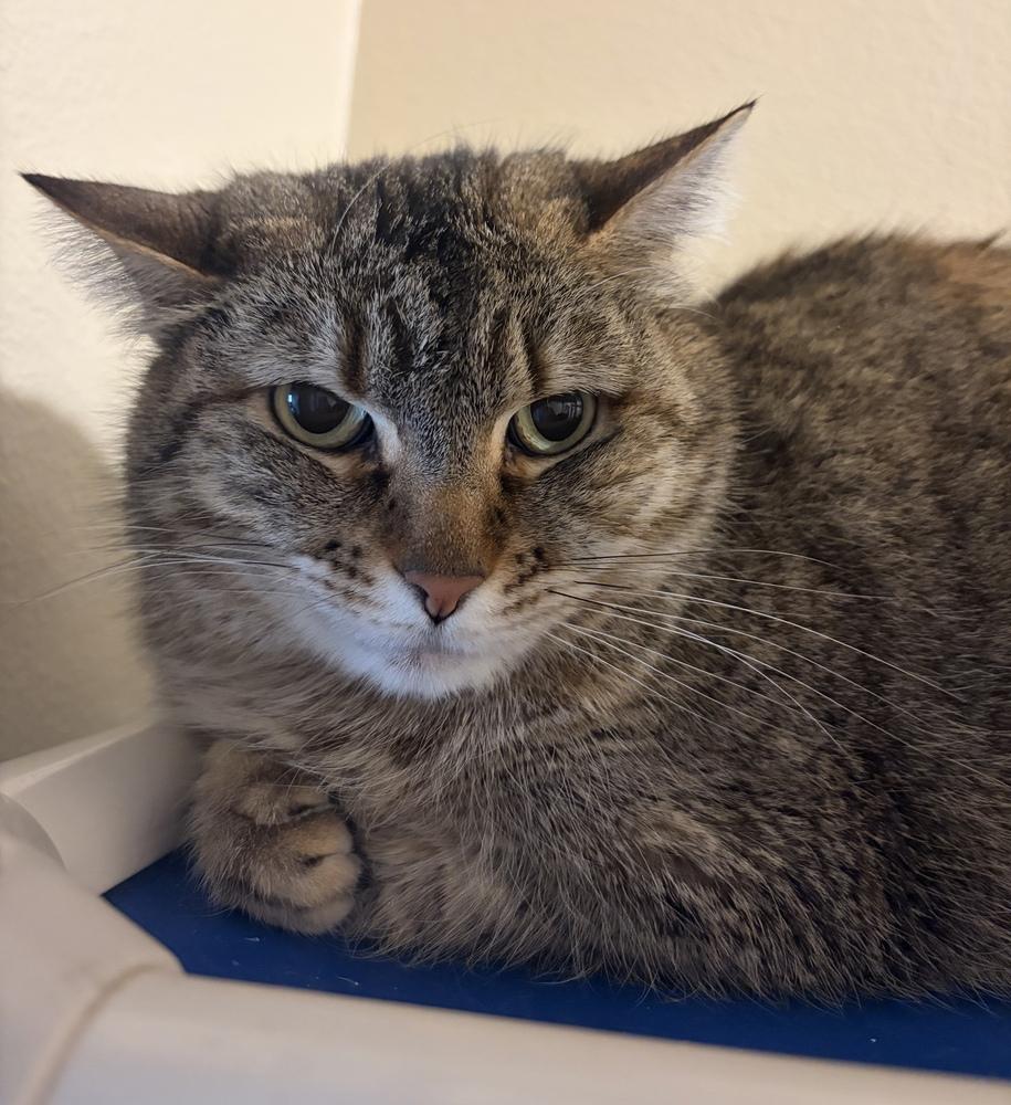 Davina, Adoptable, Adult Female Domestic Short Hair.