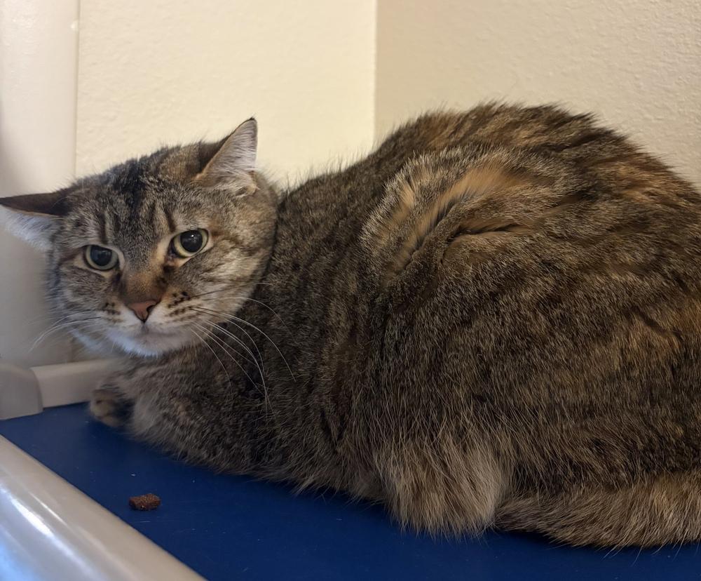 Enlarge Davina, a Adoptable mixed breed in Challis, ID image 2/2