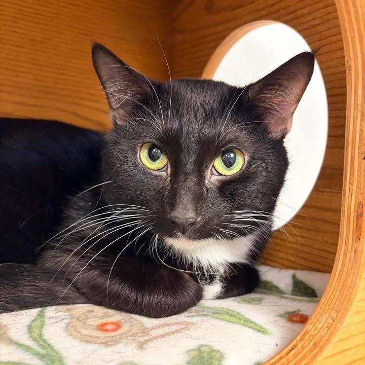 Enlarge Wonton - In Foster To Adopt, a Adoptable Domestic Short Hair in Naperville, IL image 1/3