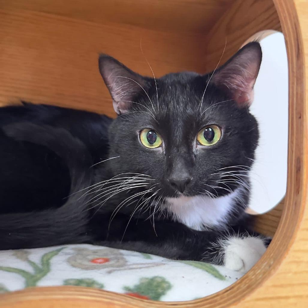 Enlarge Wonton - In Foster To Adopt, a Adoptable Domestic Short Hair in Naperville, IL image 2/3