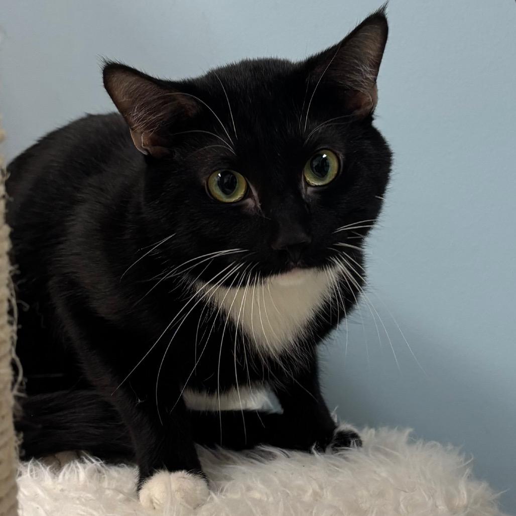 Enlarge Wonton - In Foster To Adopt, a Adoptable Domestic Short Hair in Naperville, IL image 3/3