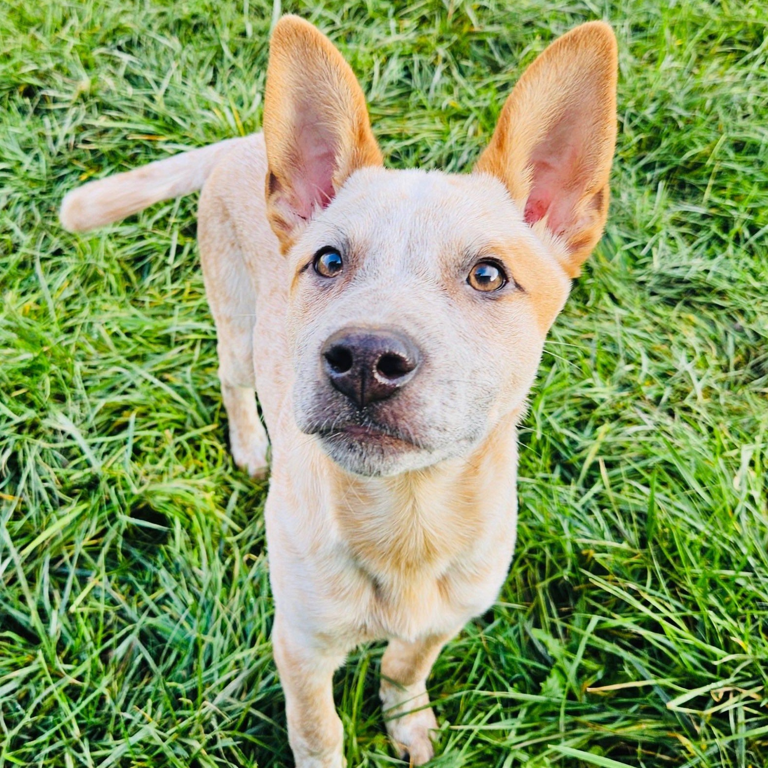 Enlarge Elio, a Adoptable Cattle Dog in Salem, OR image 2/6