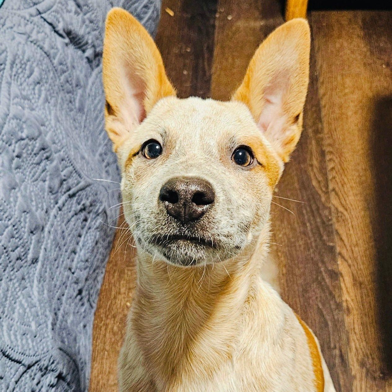 Enlarge Elio, a Adoptable Cattle Dog in Salem, OR image 1/6