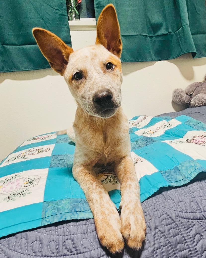 Enlarge Elio, a Adoptable Cattle Dog in Salem, OR image 6/6