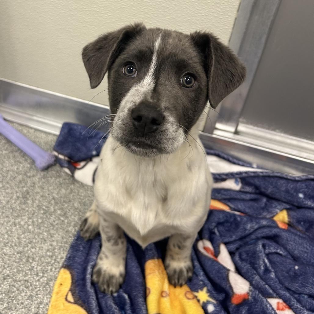 Penny Lane, Adoptable, Puppy Female Mixed Breed.