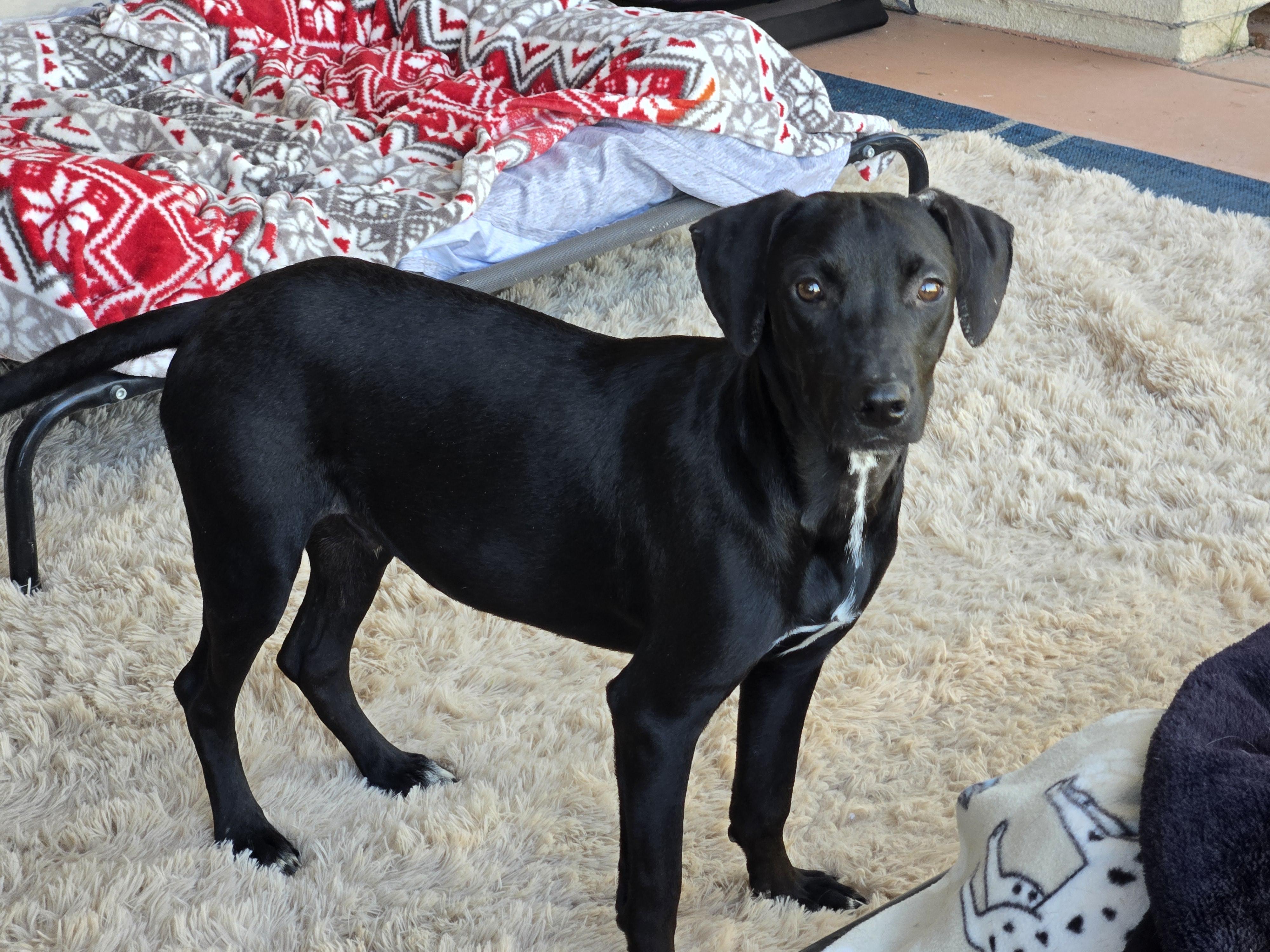 Enlarge Cash, a Adoptable mixed breed in Palm Desert, CA image 5/6