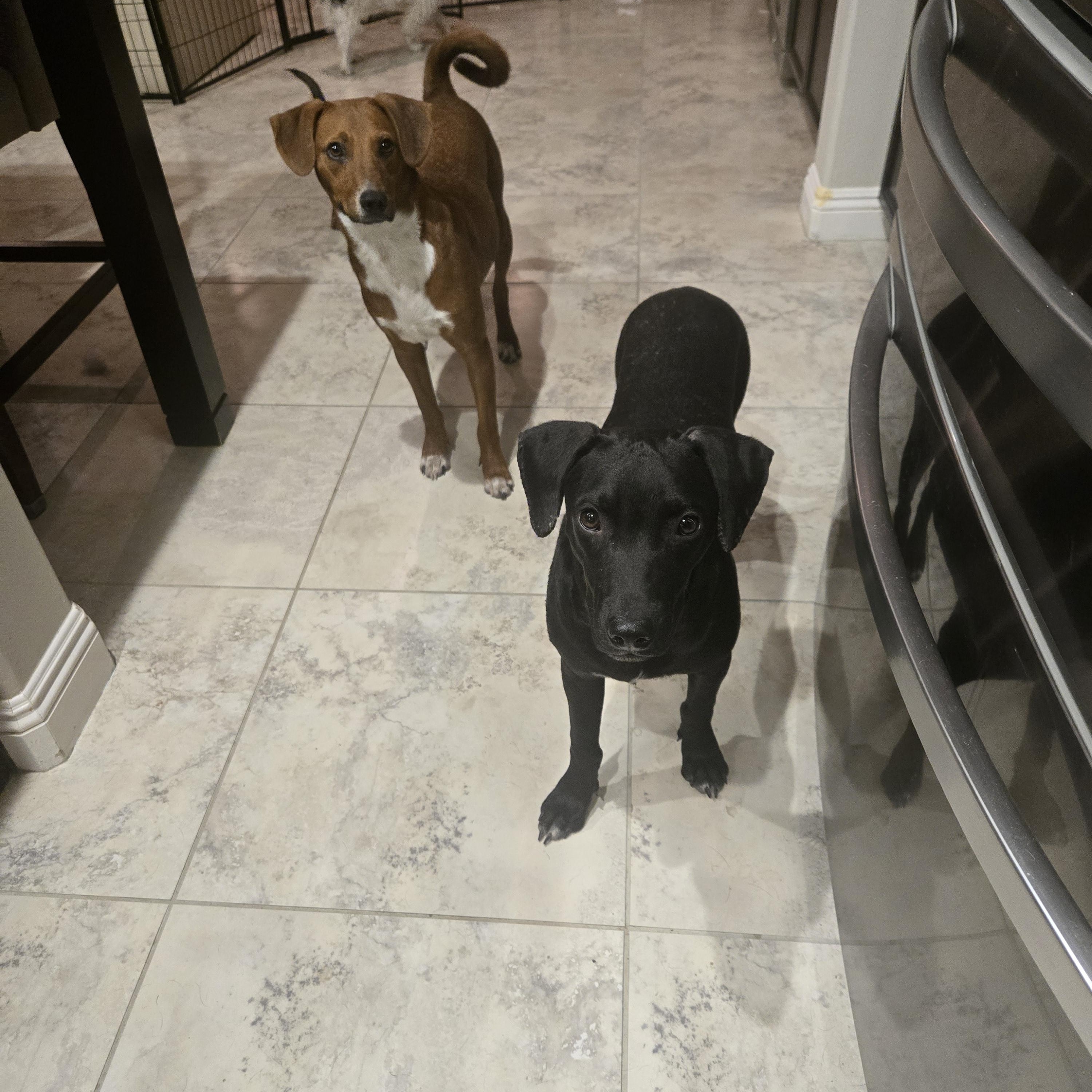 Enlarge Cash, a Adoptable mixed breed in Palm Desert, CA image 4/6