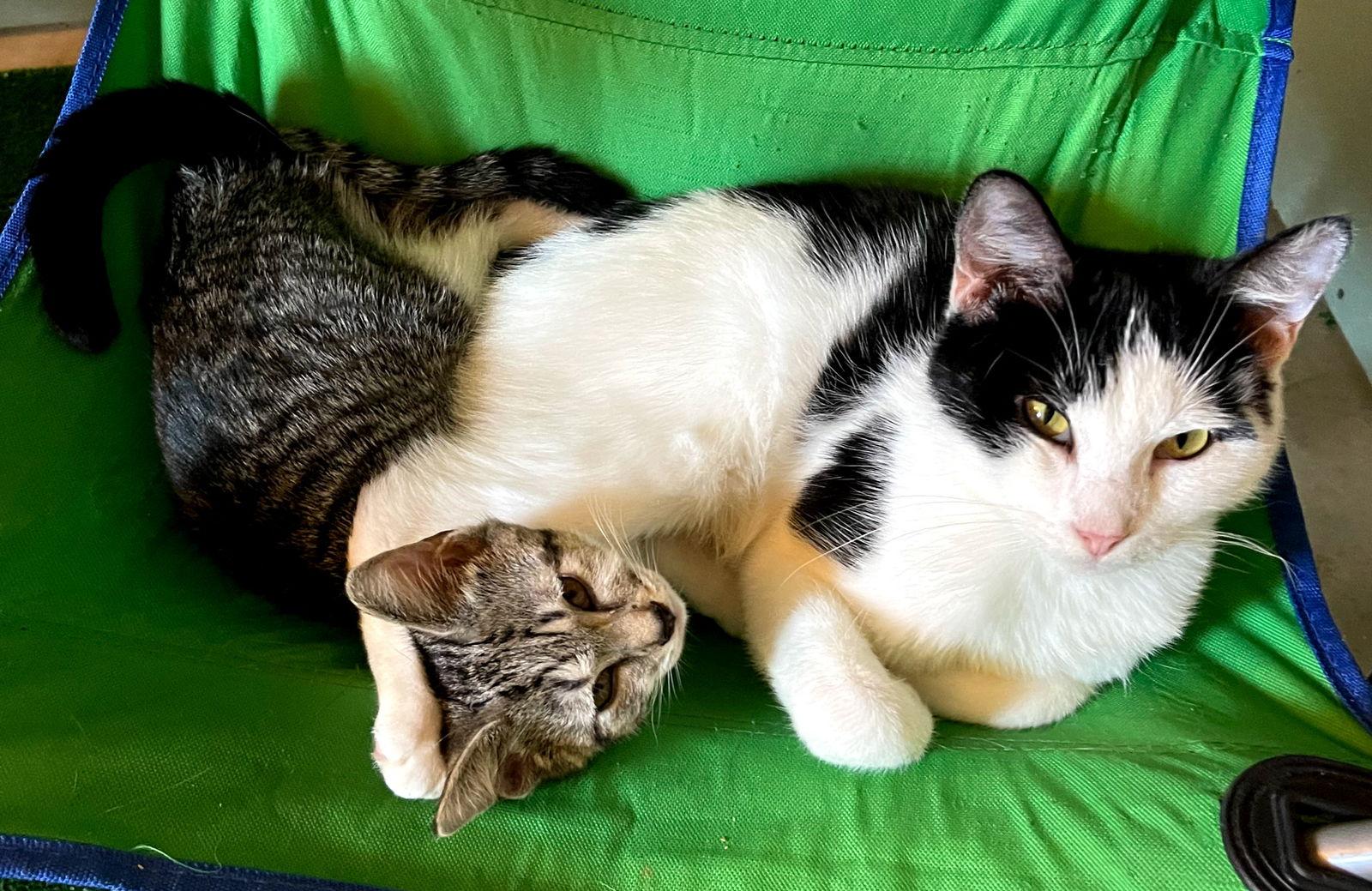 Gigi, Adoptable, Young Female American Shorthair.